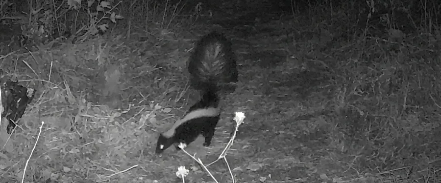 A striped skunk on a trail at night, tail raised, caught by an infrared trail camera