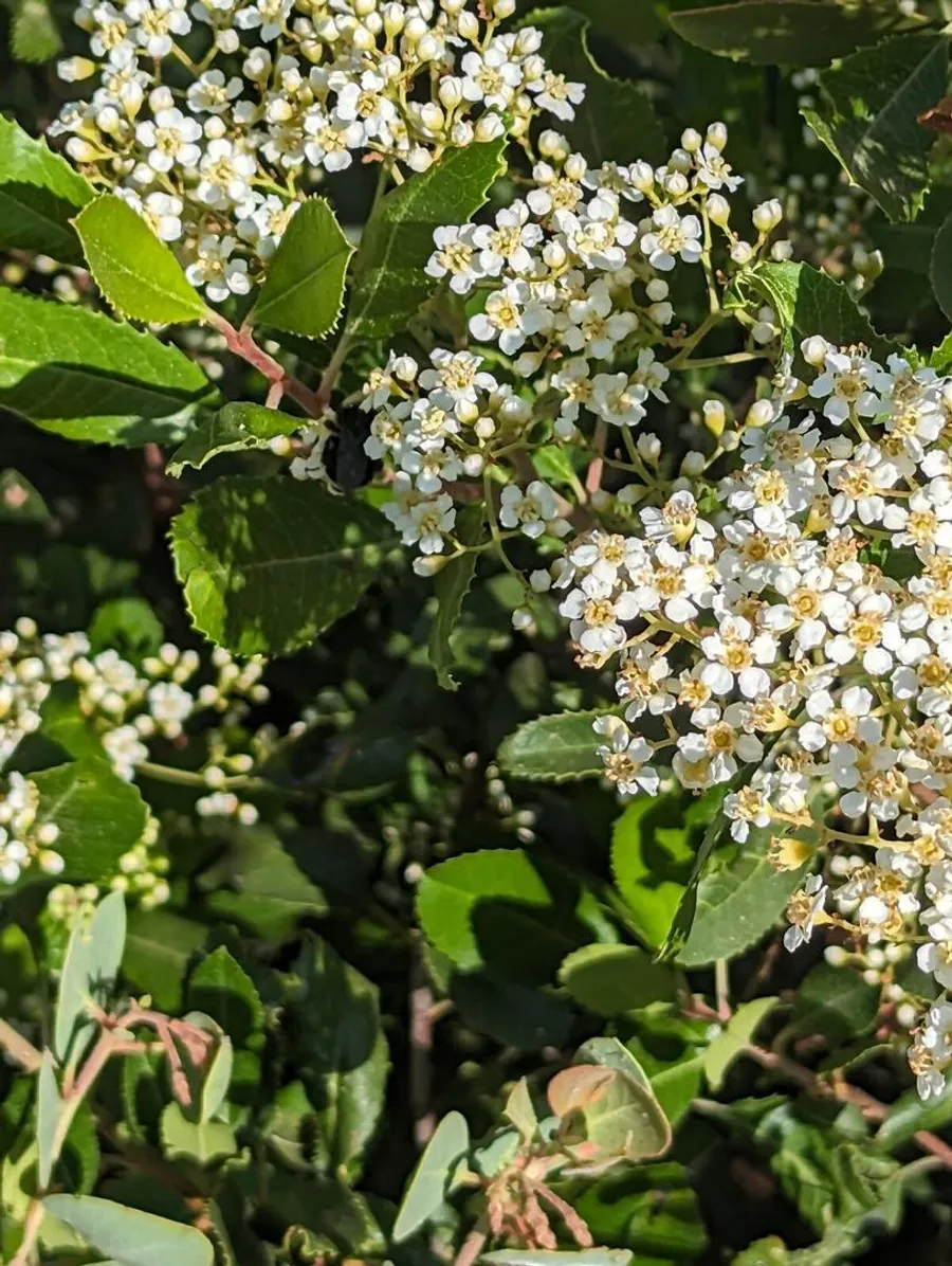 Dense flat clusters of small white five-petalled flowers above glossy toothed leaves on red stalks
