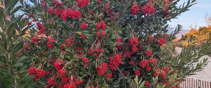 A toyon bush loaded with clusters of red berries among dark green toothed leaves