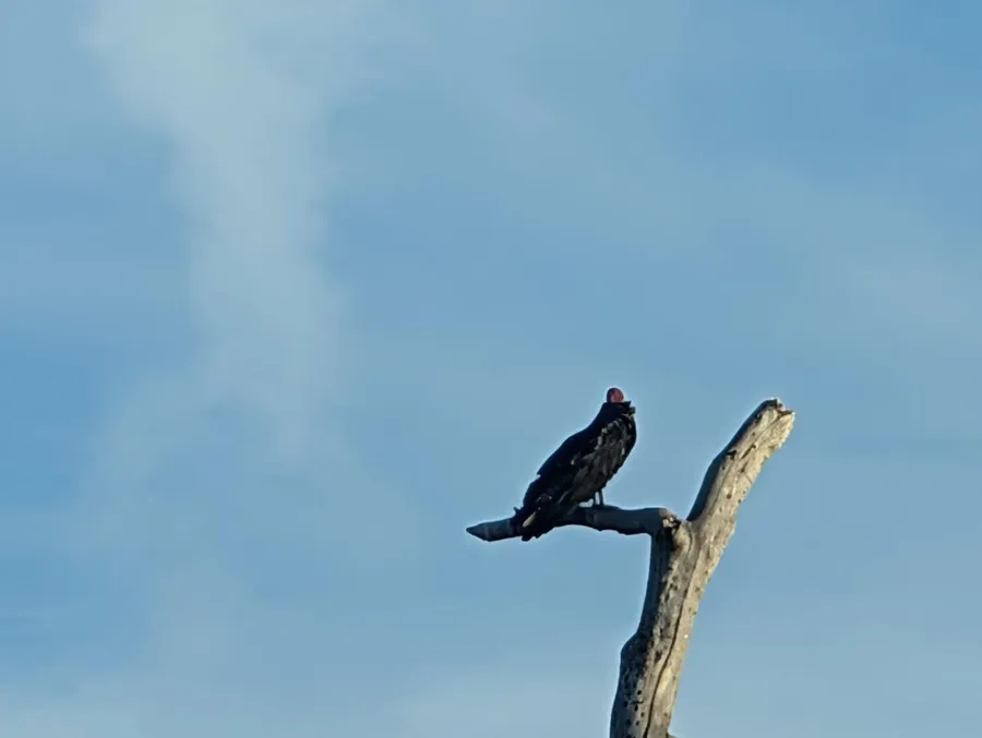 A turkey vulture perched on the bare limb of a dead tree against a pale evening sky