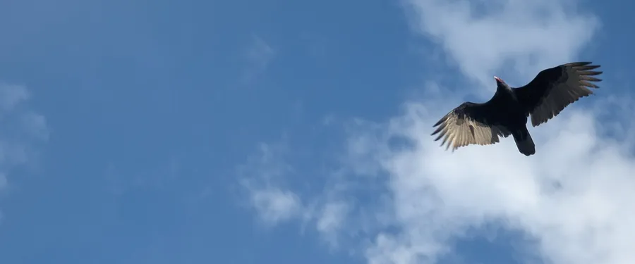 A turkey vulture soaring against blue sky, seen from below: black leading edge, silver flight feathers behind, wings in a shallow V, small red head