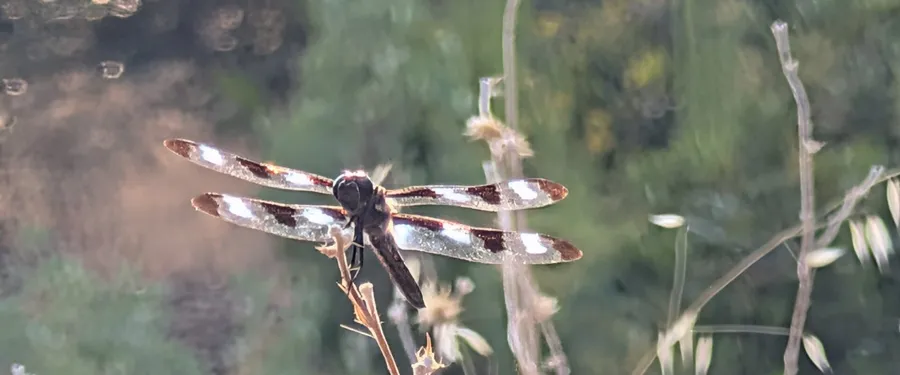 A dragonfly perched on a dry stalk, each wing marked with three dark patches and white patches between them