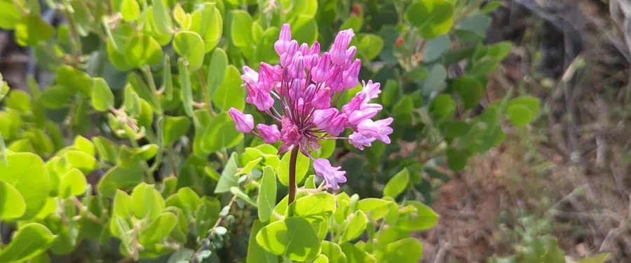 A head of pink tubular flowers on a twining stem climbing through a green shrub