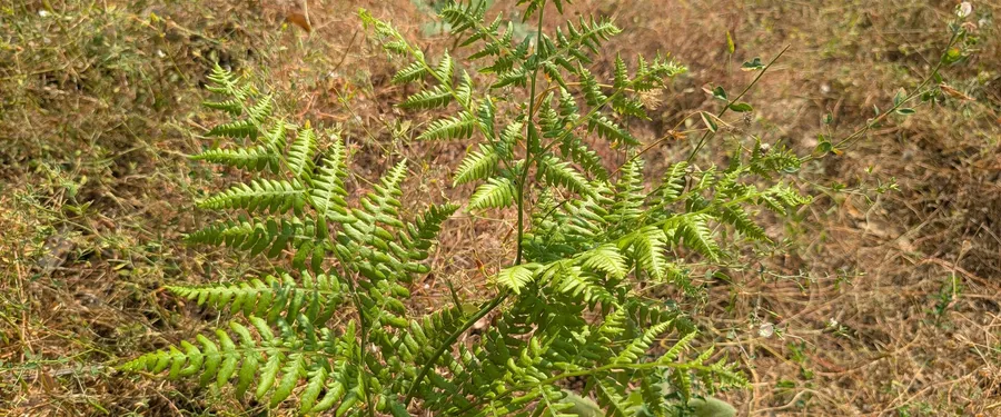 A triangular three-part bracken frond standing green in dry gold grass
