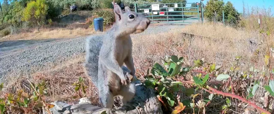 A western grey squirrel caught by a trail camera