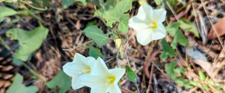 Two white funnel flowers on a twining vine with arrowhead leaves, in pine litter