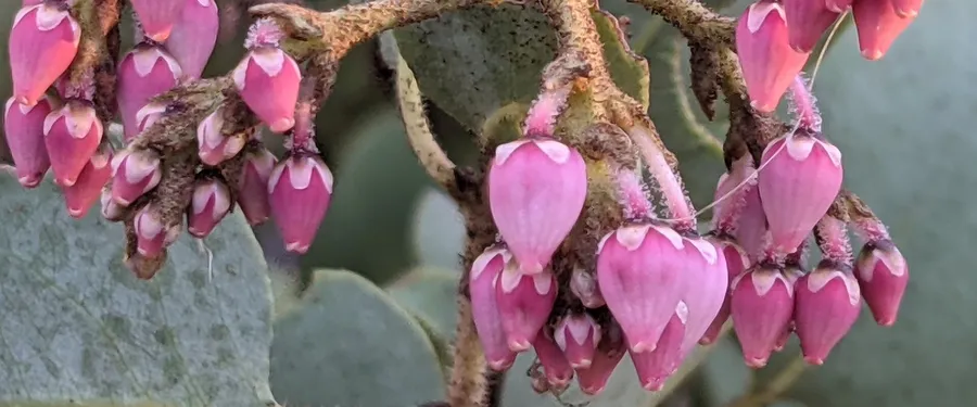 Close-up of pink urn-shaped manzanita flowers hanging from a bristly stem