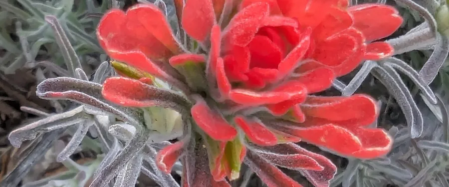 Scarlet paintbrush bracts above grey woolly linear leaves