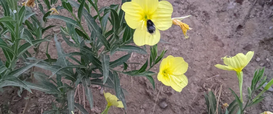Yellow four-petalled evening primrose flowers with a bumblebee in the largest bloom
