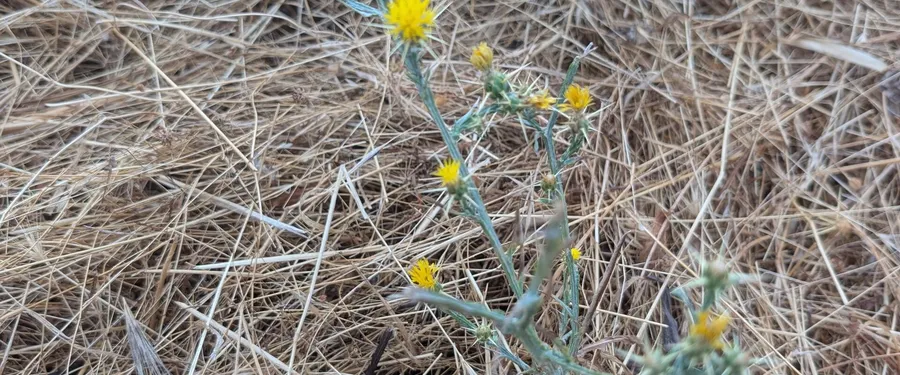 A spindly yellow starthistle with spine-armed yellow flower heads in dry grass