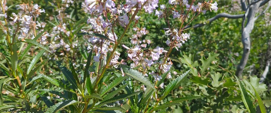 Pale lavender tubular flowers above dark toothed sticky leaves on a burnt hillside