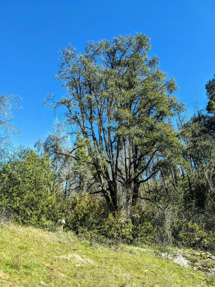 The Yggdrasil tree, a large live oak on the slope where two creeks meet to make a third, with a white dog at its foot